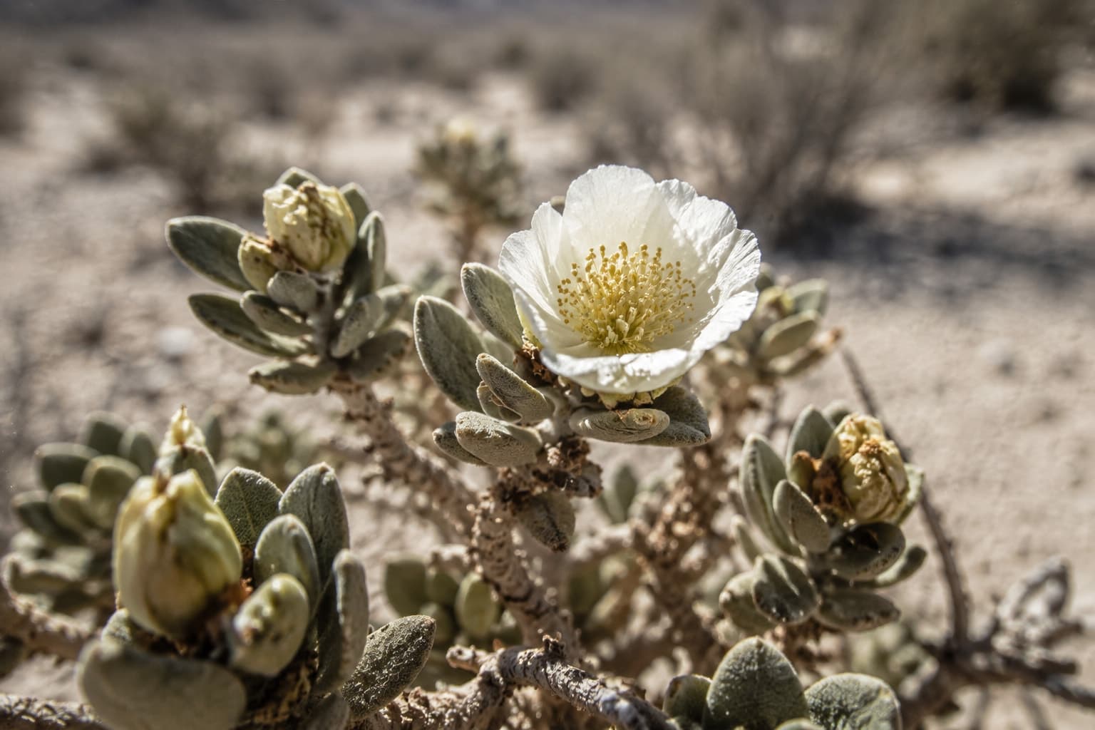 A desert plant in flower at close range under harsh light.